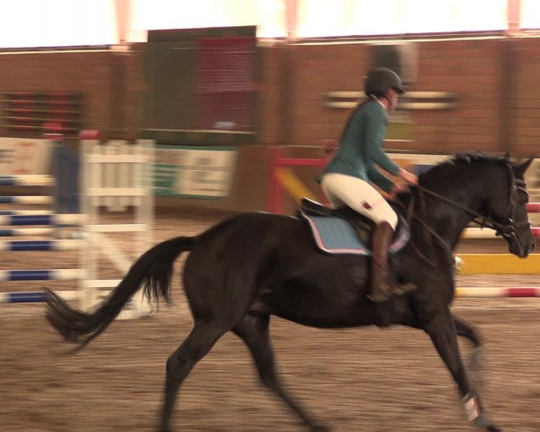 Hallenreitturnier Ovenstädt 2016