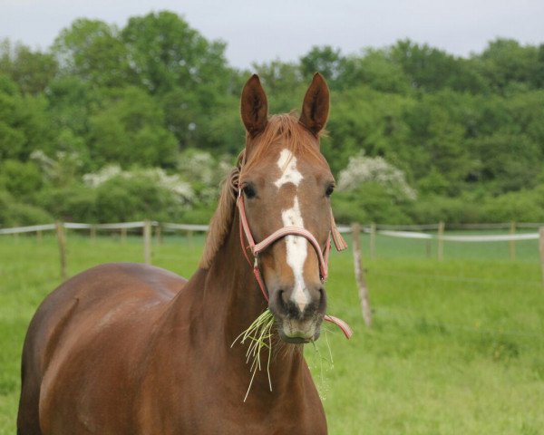 broodmare Ziottie (KWPN (Royal Dutch Sporthorse), 2004, from Tenerife)