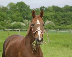 broodmare Ziottie (KWPN (Royal Dutch Sporthorse), 2004, from Tenerife)