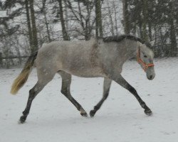 broodmare Garriguera (Pura Raza Espanola (PRE), 2011, from Embustero X)