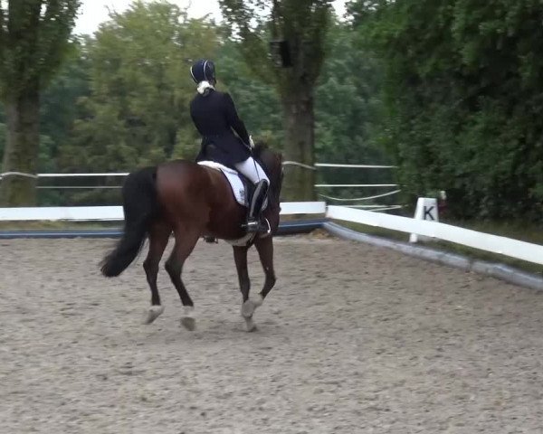 Reitturnier Leverkusen-Teitscheider Hof 2016
