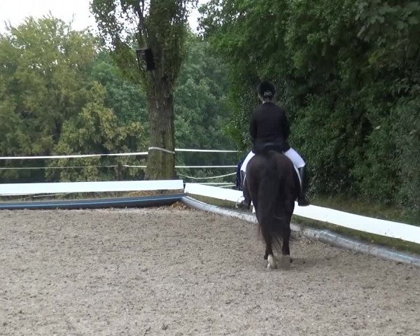 Reitturnier Leverkusen-Teitscheider Hof 2016