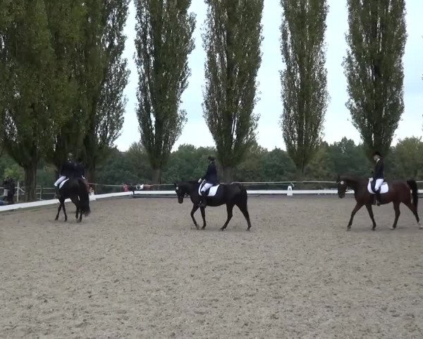 Reitturnier Leverkusen-Teitscheider Hof 2016