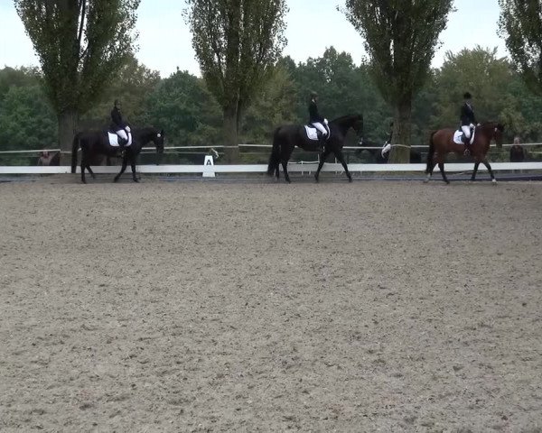 Reitturnier Leverkusen-Teitscheider Hof 2016