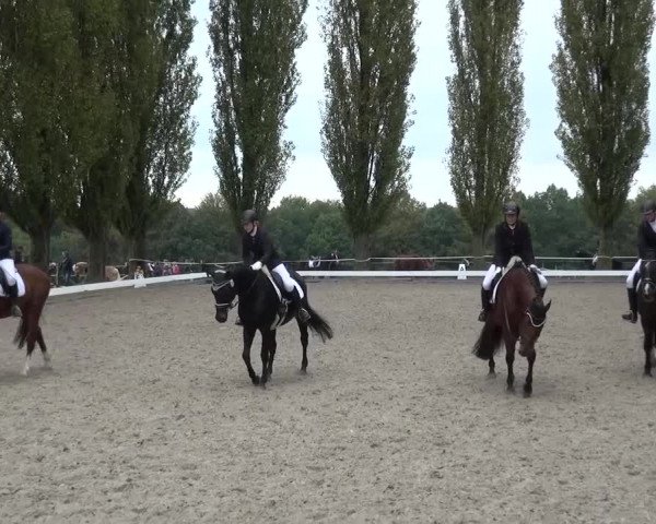 Reitturnier Leverkusen-Teitscheider Hof 2016