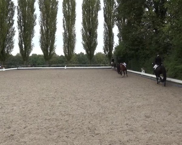 Reitturnier Leverkusen-Teitscheider Hof 2016