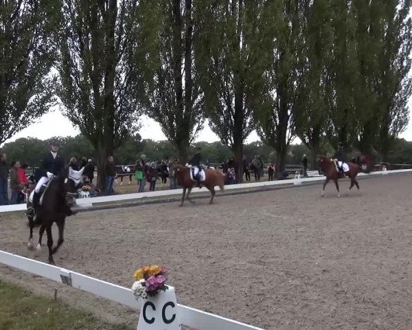 Reitturnier Leverkusen-Teitscheider Hof 2016