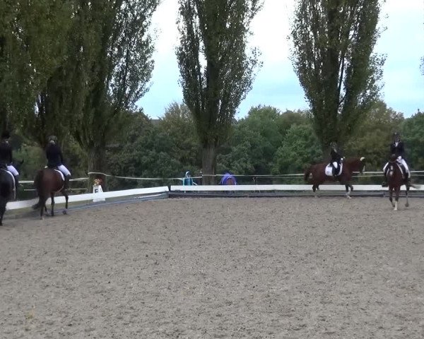 Reitturnier Leverkusen-Teitscheider Hof 2016