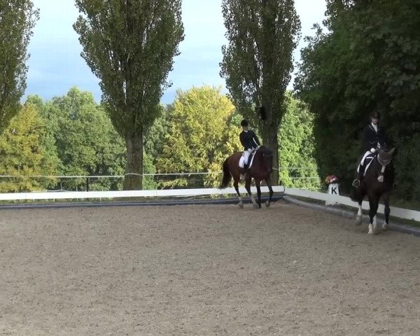 Reitturnier Leverkusen-Teitscheider Hof 2016