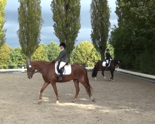 Reitturnier Leverkusen-Teitscheider Hof 2016