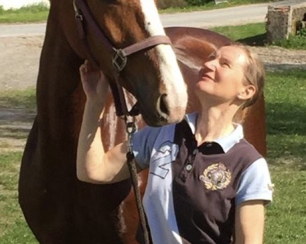 Dressurpferd Delight 66 (Hannoveraner, 2015, von Harmony's Desiderio)