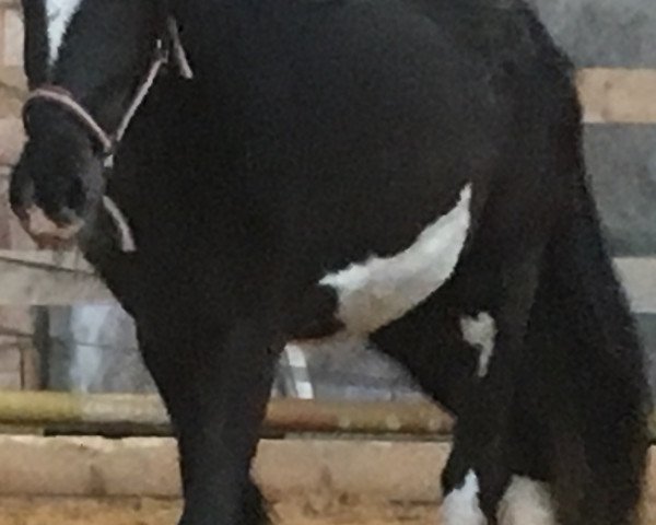 broodmare Dandelion Glenna (Shire, 2017, from Farleyshire John)