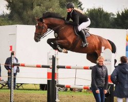 jumper Collin 99 (Holsteiner, 2006, from Casall Ask)