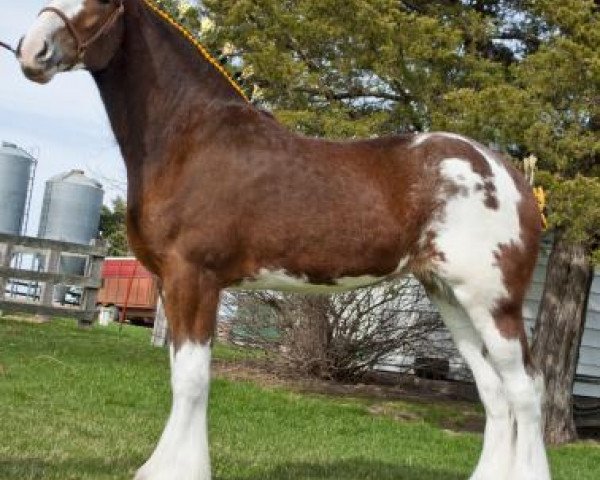 broodmare Bencannon Diamond (Clydesdale, 2012, from Whinhill Lord of the Isles)