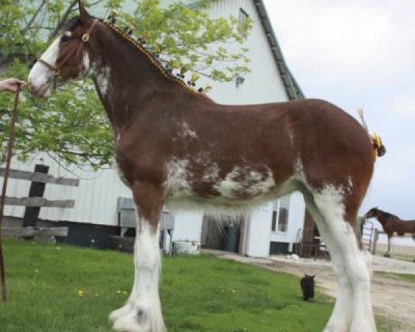 Fattrice Anderson's Bella Donna (Clydesdale, 2014, di Glenbuchat)