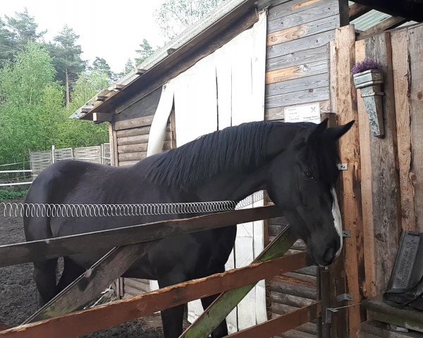horse Floreen (Hanoverian, 2016, from Floris Prince)