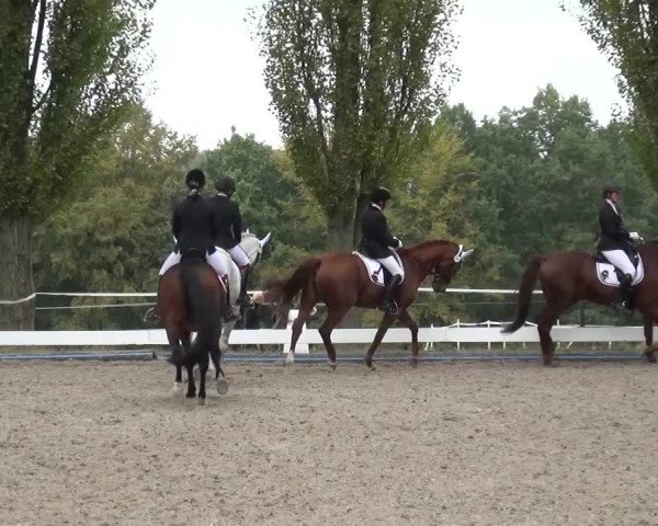 Reitturnier Leverkusen-Teitscheider Hof 2016