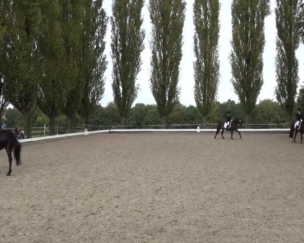 Reitturnier Leverkusen-Teitscheider Hof 2016