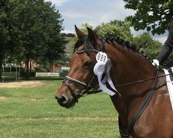 broodmare Hellfire (German Riding Pony, 2005, from Cyriac WE)