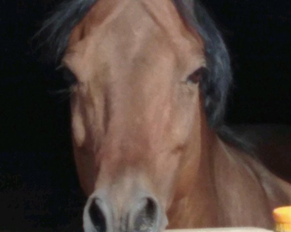jumper Jordi 6 (New Forest Pony, 2000, from Oleander)