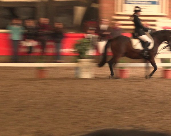 Hallenreitturnier Ovenstädt 2016