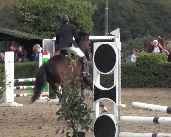 Reitturnier Leverkusen-Teitscheider Hof 2016
