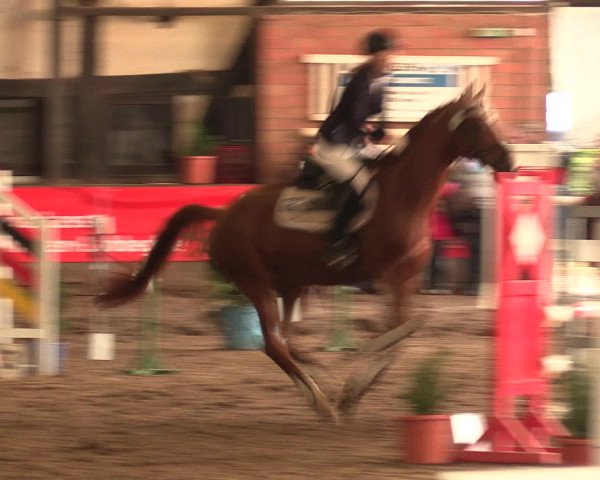 Hallenreitturnier Ovenstädt 2016