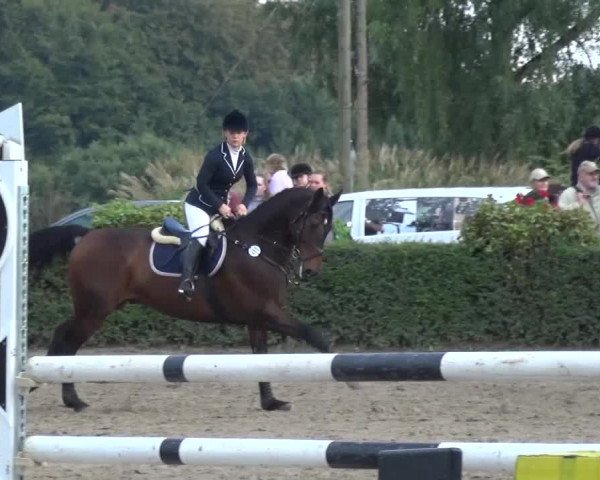 Reitturnier Leverkusen-Teitscheider Hof 2016