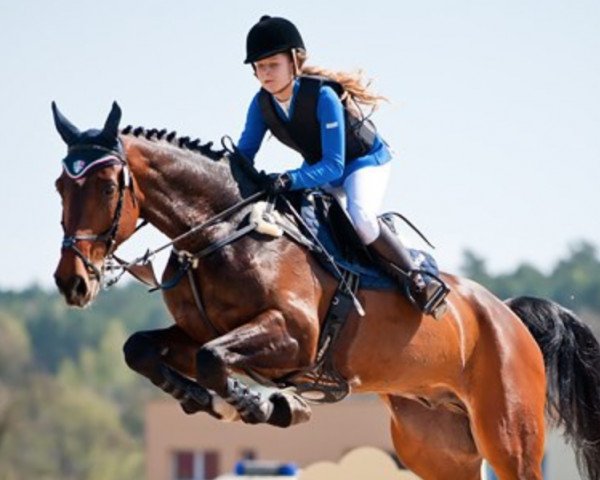 jumper Cool Boy 16 (Hanoverian, 2003, from Contendro I) jumper Cool Boy 16 (Hanoverian, 2003, from Contendro I)