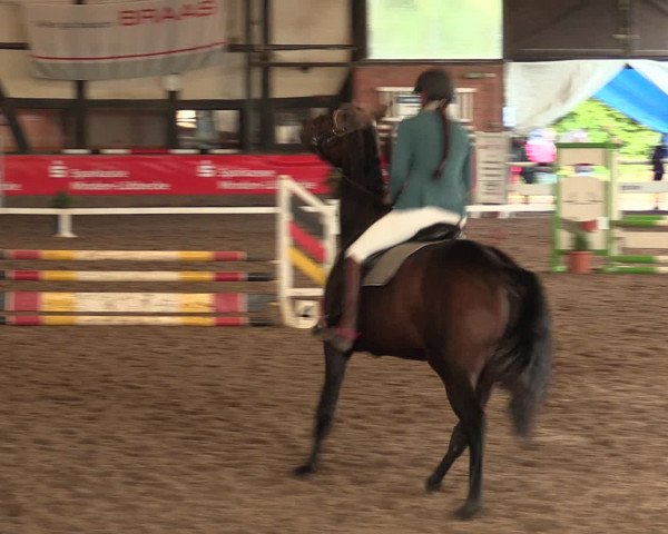 Hallenreitturnier Ovenstädt 2016