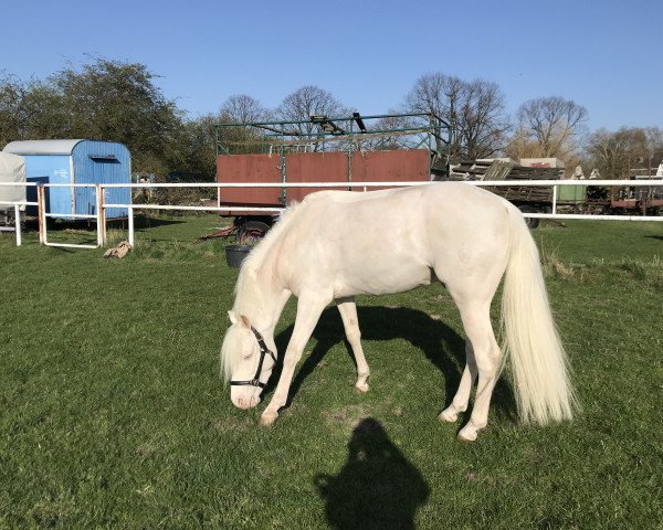 horse Asterix (German Riding Pony, 2015, from A new Star)