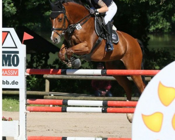 jumper Little Lauser (Oldenburg, 2006, from Ludwig von Bayern 168 FIN)