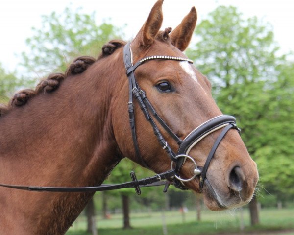 jumper Lord Fox 4 (Holsteiner, 2014, from Larcon)
