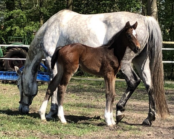broodmare Tainted Love (Westphalian, 2019, from Taloubet Z)