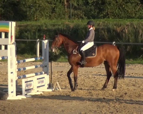 Reitturnier Köln-Leverkusen 2016