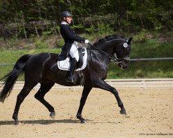 stallion Raven 47 (German Sport Horse, 2005, from Revan)