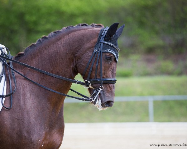 dressage horse Calaiza T (Swedish Warmblood, 2007, from Calido I)