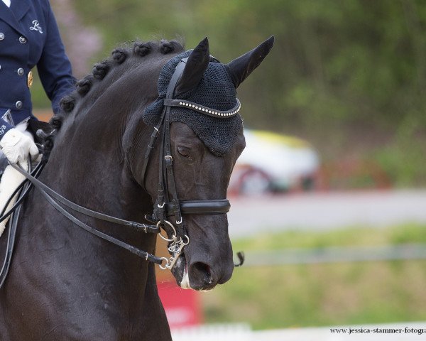 dressage horse Univers 7 (Trakehner, 2008, from Monteverdi)