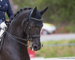 dressage horse Univers 7 (Trakehner, 2008, from Monteverdi)