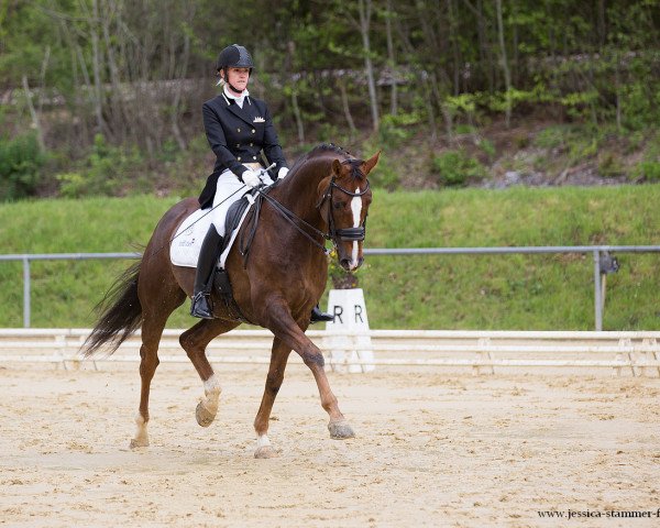 Dressurpferd Sir Charly 9 (Hannoveraner, 2009, von Sir Donnerhall I)