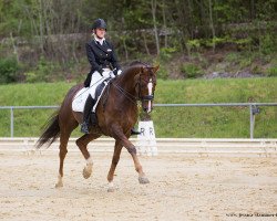 dressage horse Sir Charly 9 (Hanoverian, 2009, from Sir Donnerhall I)