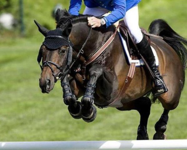 stallion Codex One (Hanoverian, 2002, from Contendro I)