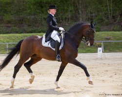 stallion Dubai Diamond (Bavarian, 2010, from Diamond Hit)