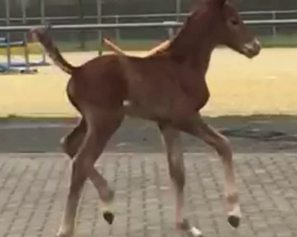 horse Damy L‘Amour (Westphalian, 2019, from Depeche Mode)