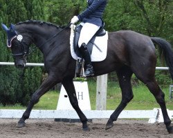 dressage horse Destiena (Hanoverian, 2013, from Destano)