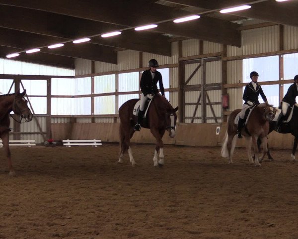16. Hallen-Dressurturnier Werdohl-Rentrop 2016