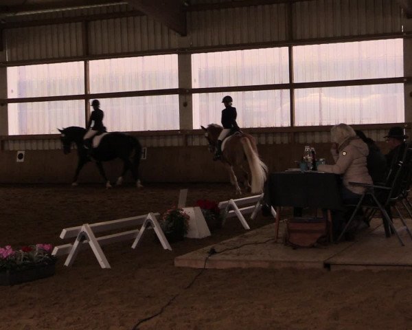 16. Hallen-Dressurturnier Werdohl-Rentrop 2016