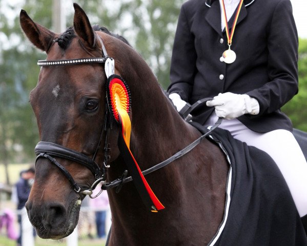 Dressurpferd Casper Von Hickingen (Westfale, 2006, von Chico's Boy) Dressurpferd Casper Von Hickingen (Westfale, 2006, von Chico's Boy)
