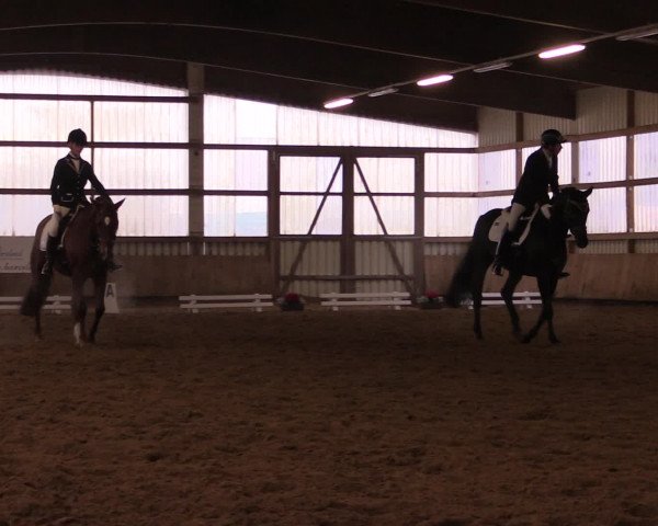 16. Hallen-Dressurturnier Werdohl-Rentrop 2016