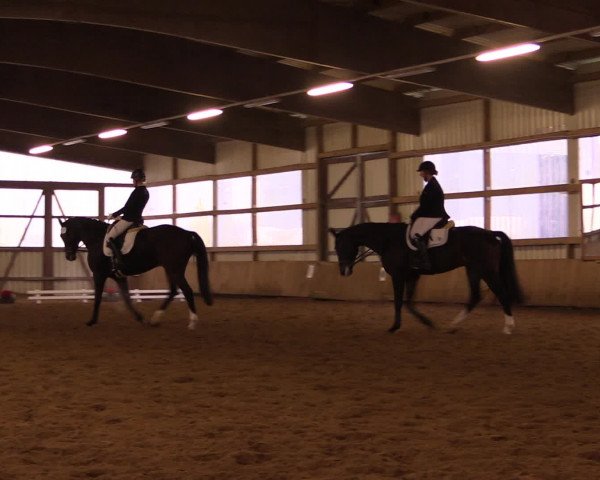 16. Hallen-Dressurturnier Werdohl-Rentrop 2016